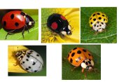 Презентация о насекомых Божьи коровки разноцветные - презентация для детей о насекомых